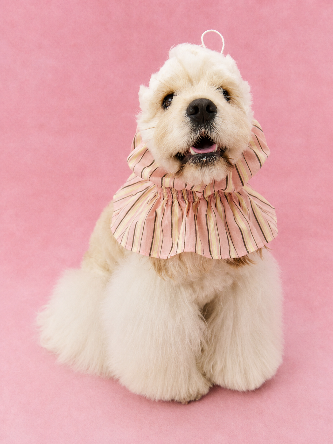 Ruffle Stripe Outdoor Cover Hood for Dogs