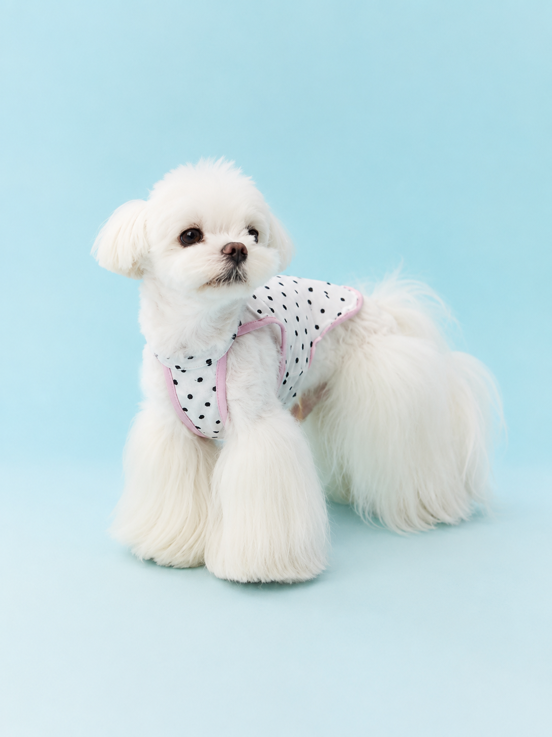 Tied Polka Dot Summer Vest for Small Dogs