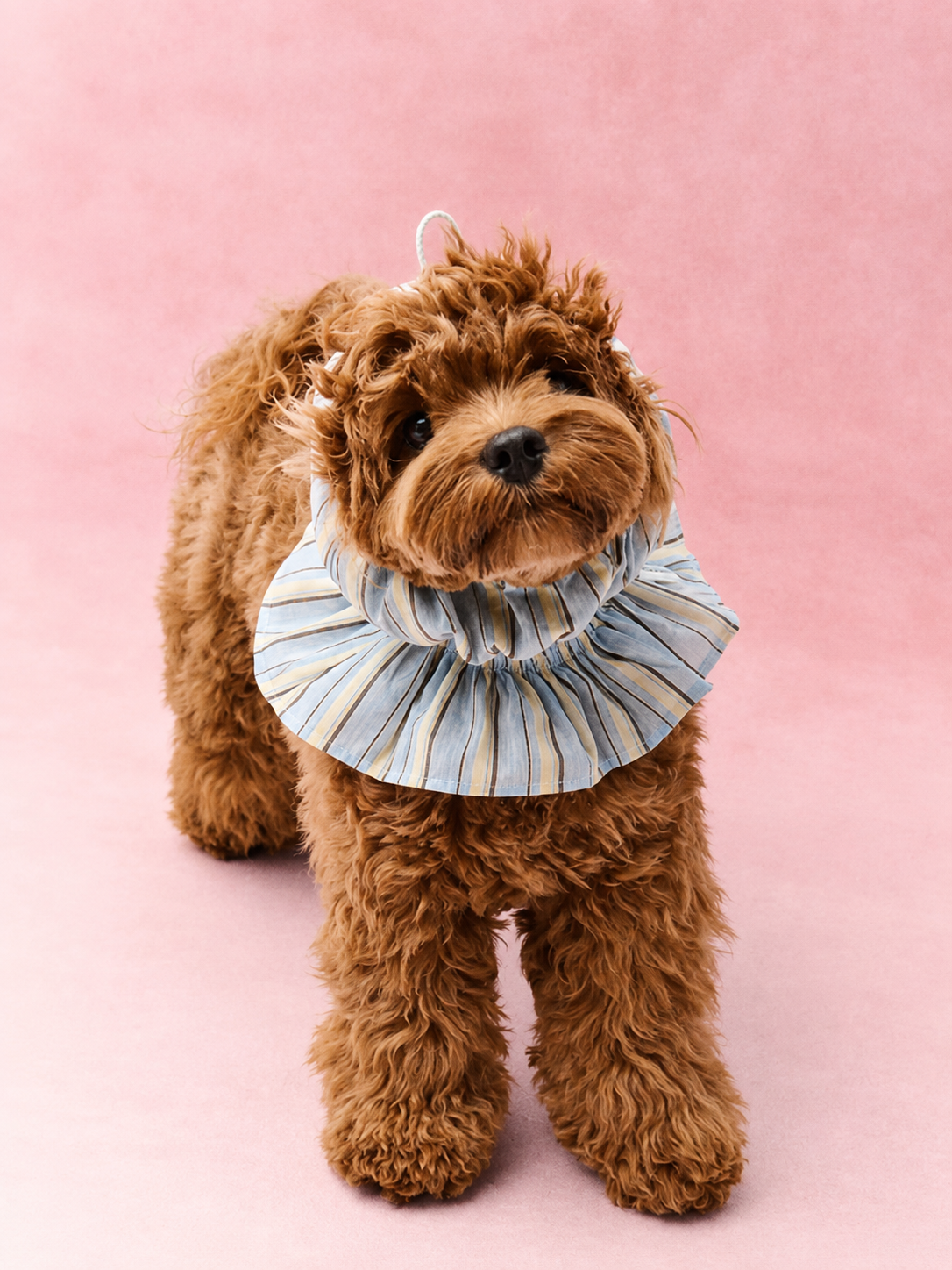 Ruffle Stripe Outdoor Cover Hood for Dogs