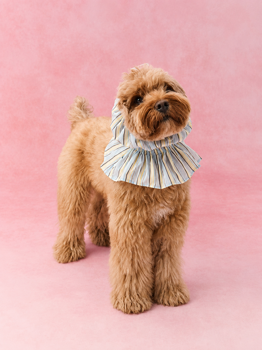 Ruffle Stripe Outdoor Cover Hood for Dogs