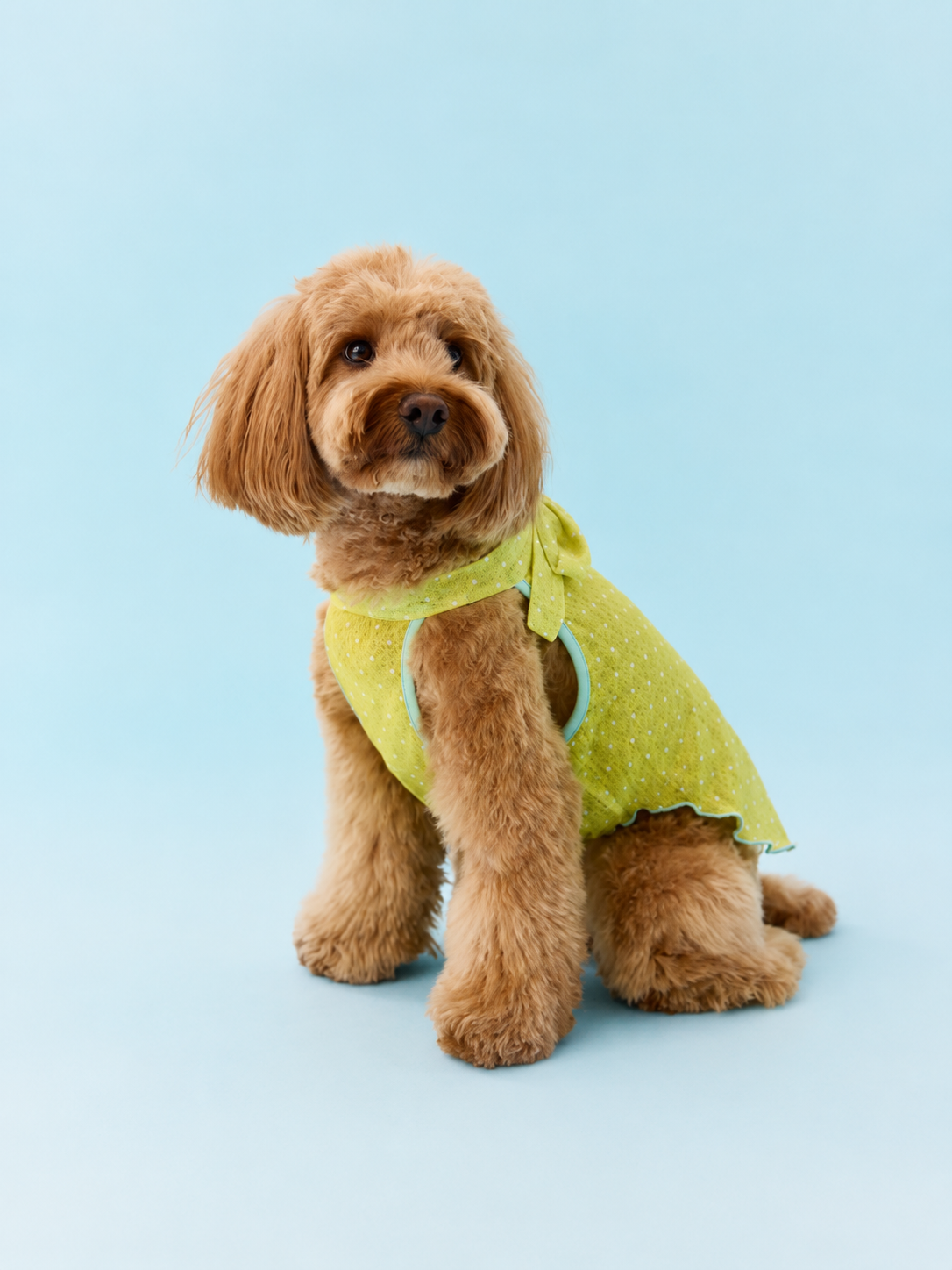 Tied Polka Dot Summer Vest for Small Dogs