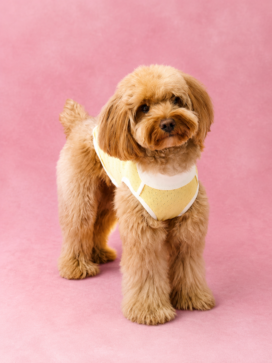 Contrast Edge Cotton Base Vest for Dogs
