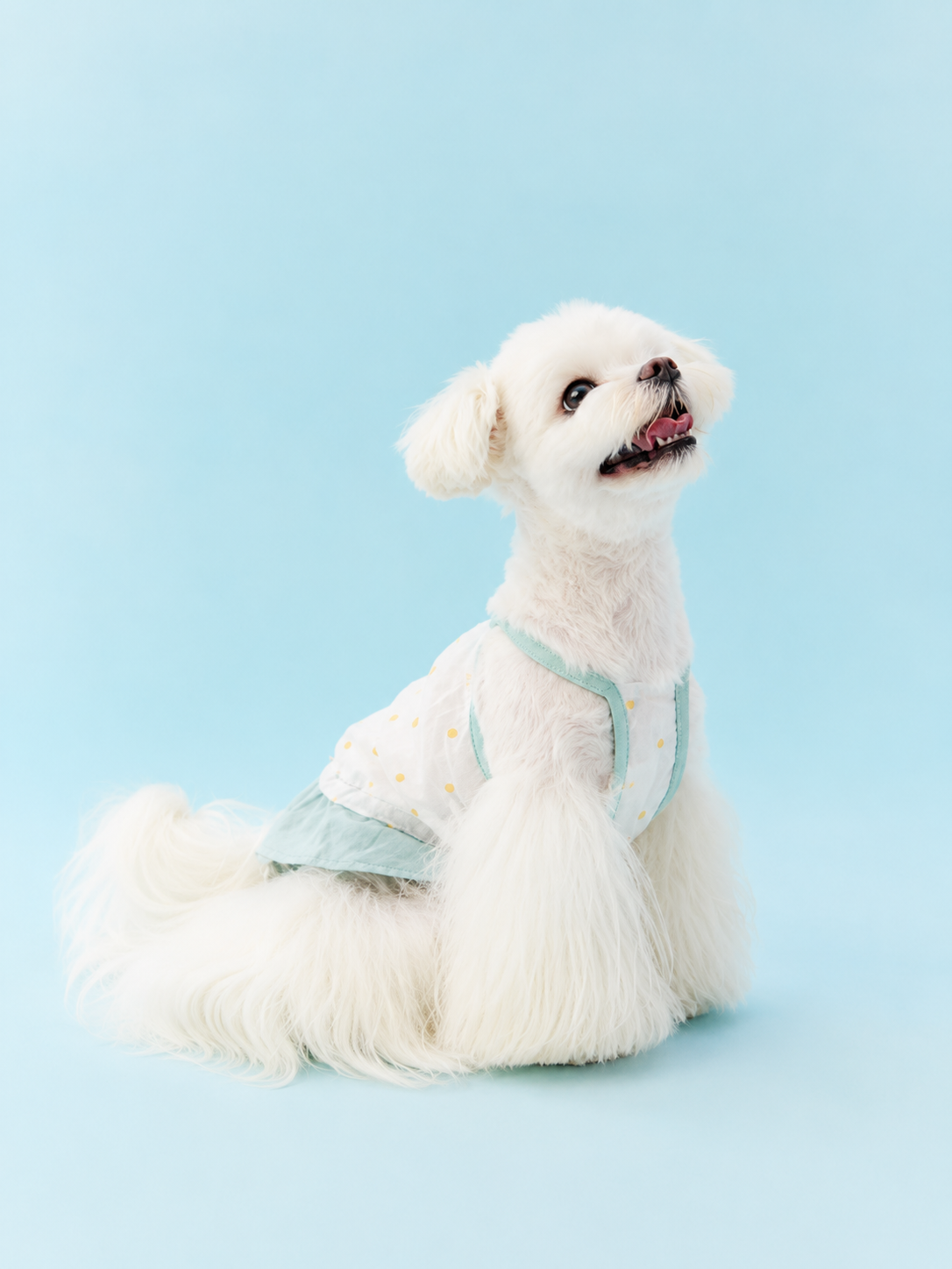 Polka Dot Breeze Dress Set for Small Dogs