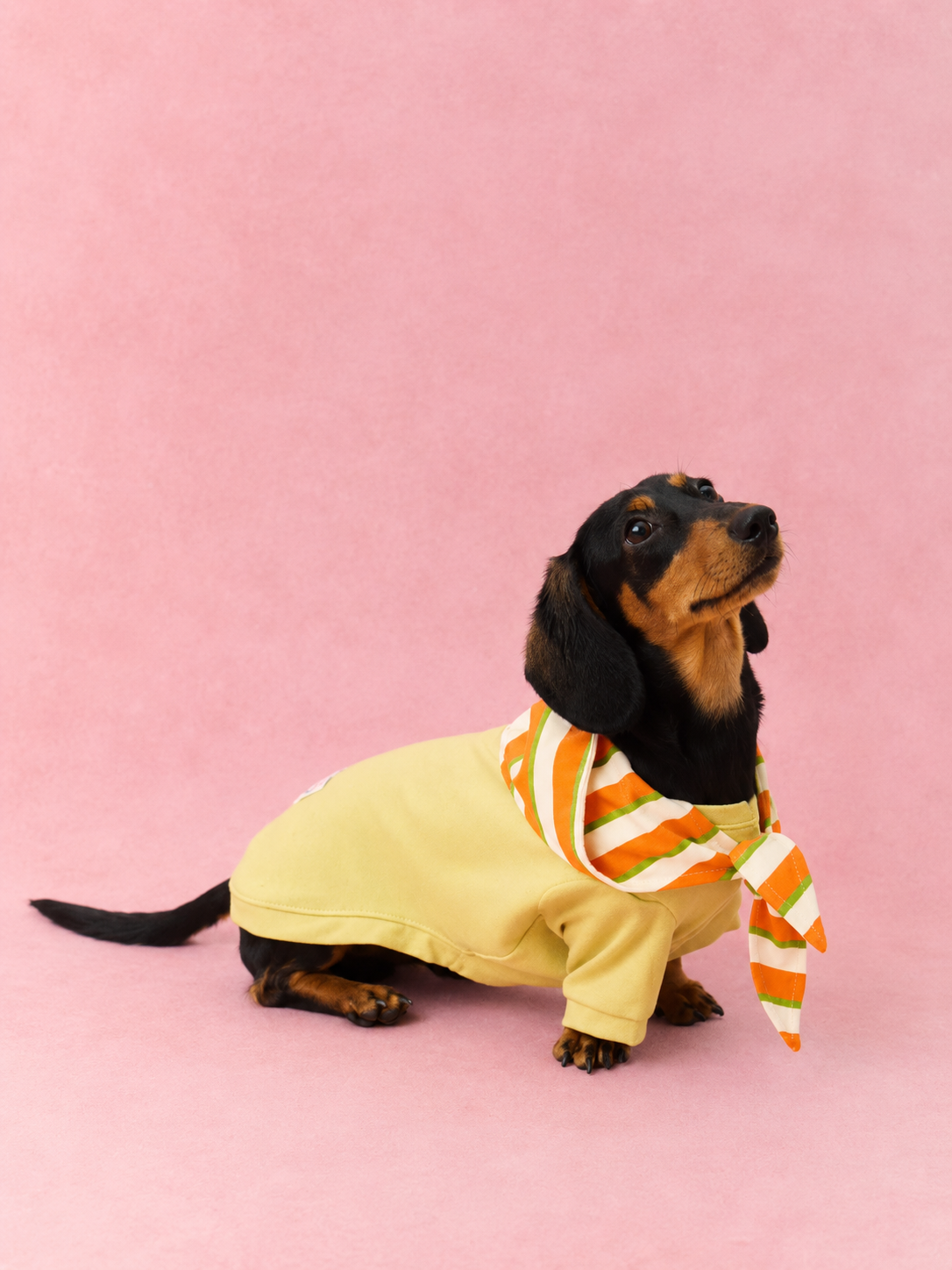 Detachable Hood Lace-Up Sweatshirt for Dogs