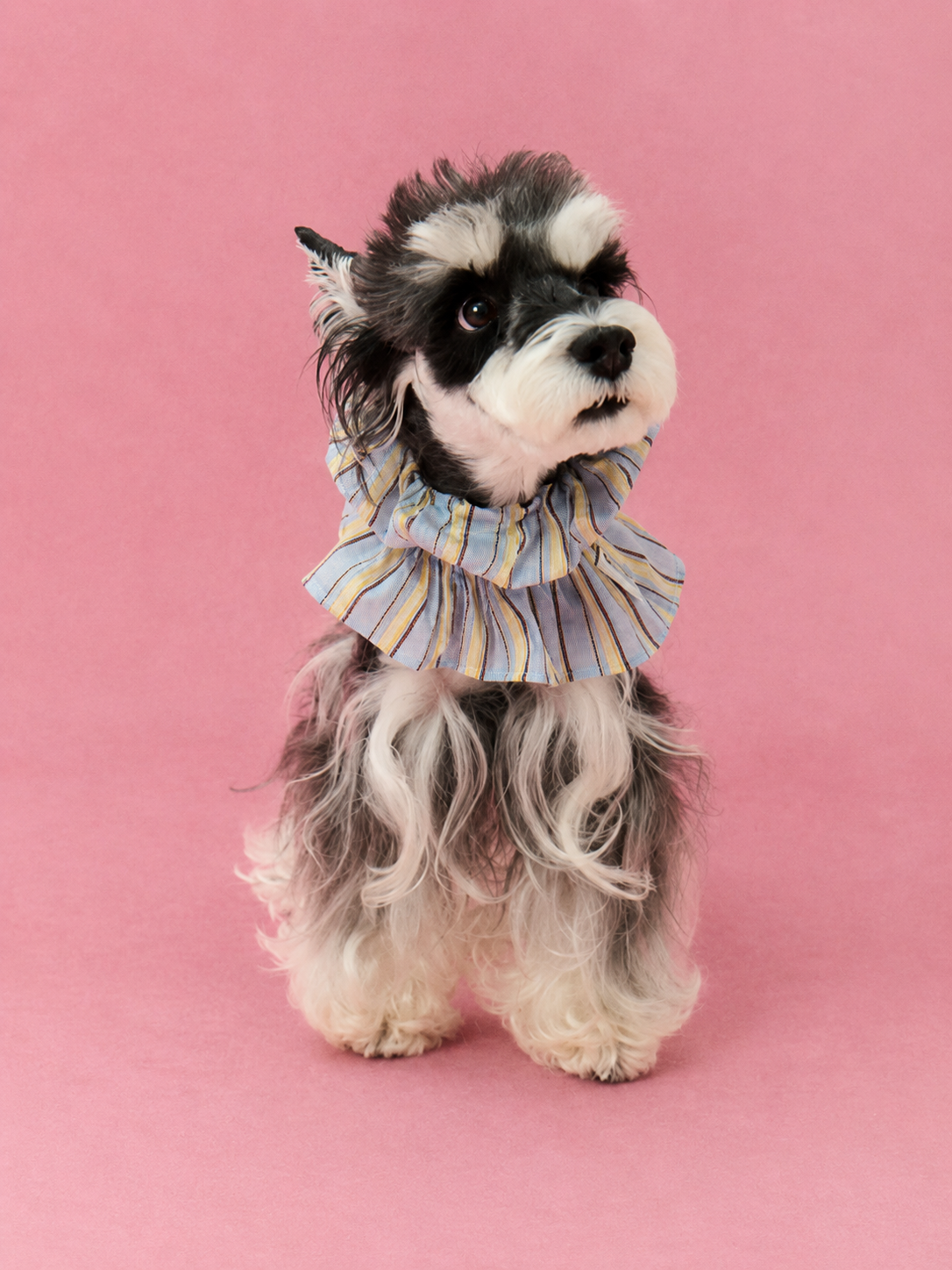 Ruffle Stripe Outdoor Cover Hood for Dogs