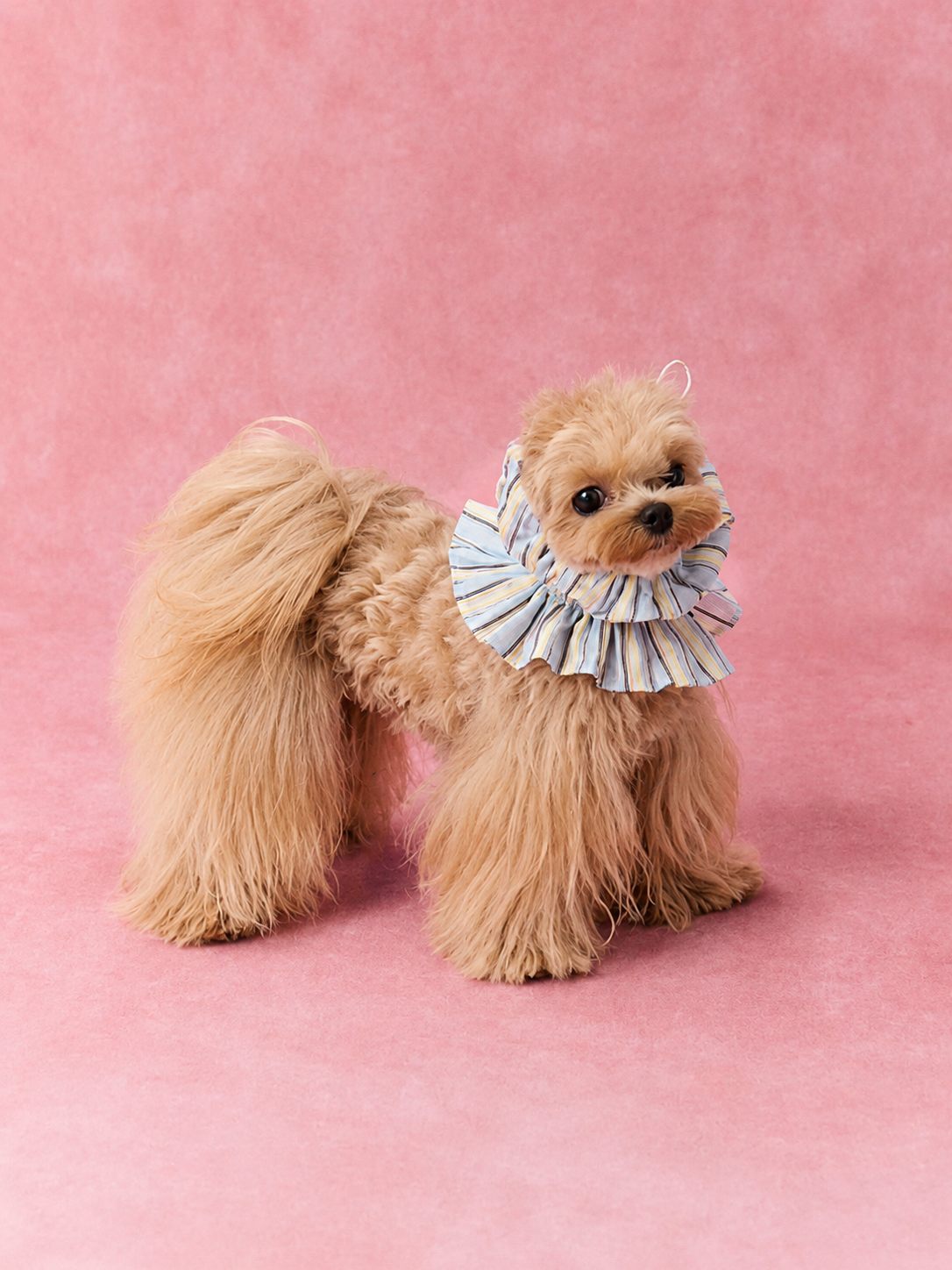 Ruffle Stripe Outdoor Cover Hood for Dogs